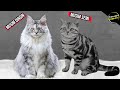 Belum Banyak yang Tahu! Inilah Fakta Menarik kucing Imut American Shorthair