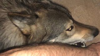 How A Wolf Dog Says, “Get up.”