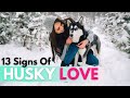 13 signs your husky loves you how they really show affection