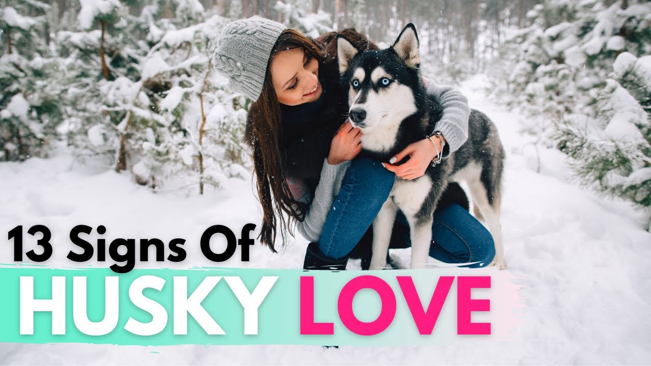 How Do Malamutes Show Affection