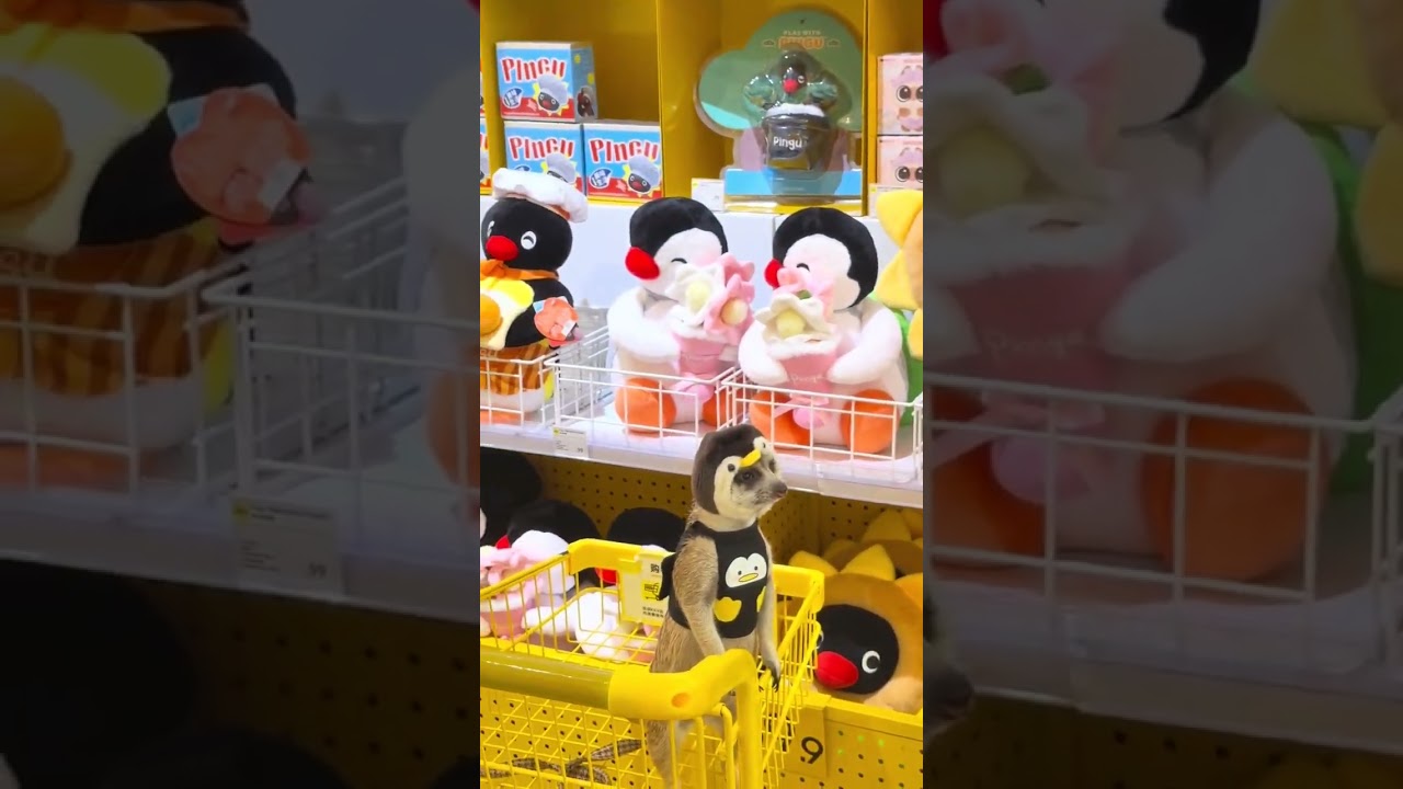 Little penguin good temper 