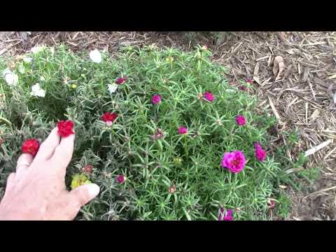Video: Portulaca Plants - How To Grow Portulaca Flower