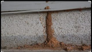 Termite World  | Real World Animal