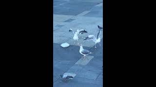 Birds fight over Una Mas taco salad