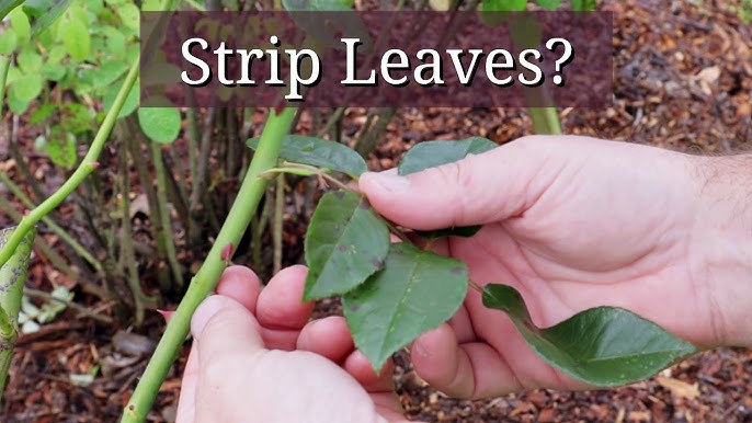 What's eating your rose leaves?