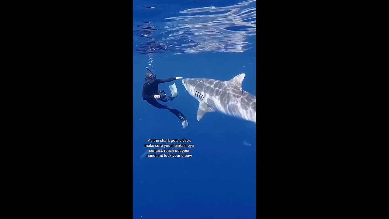 POV You Re A Professional Shark Diver For Living 