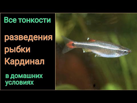 Разведение аквариумных рыбок Кардинал (Tanichthys albonubes) | White cloud mountain minnow breeding