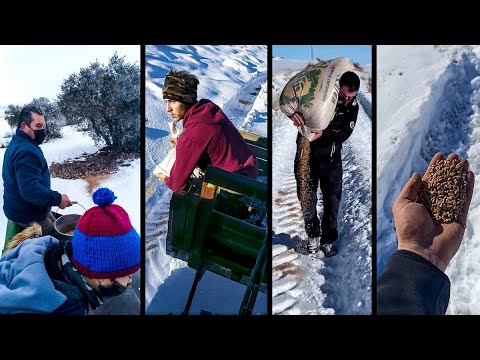 Cazadores de toda España se echan al monte para llevar comida a los animales tras la nevada