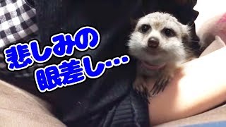 【ミーアキャット】ゲームに夢中で構ってもらえない悲しみのモナカ