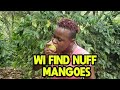 Mango Bush Vlog  (August 2020) /Mango Bush in the Countryside