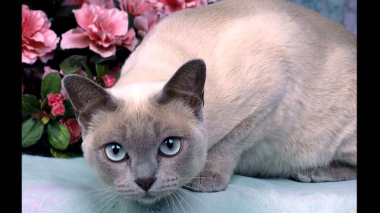 Can Sphynx And Persian Cats Crossbreed Can Sphynx And Persian Cats Crossbreed