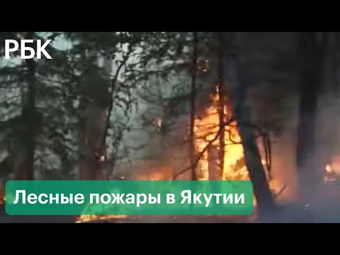 Огонь захватывает леса в Якутии. Борьба с лесными пожарами. Видео