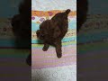 My angel Mingki, who is now in heaven  , back when they were a baby