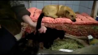 Собаки и кошки Центра всегда рассказывают новеньким о правилах местной жизни) Собаки и кошки Центра всегда рассказывают новеньким о правилах местной жизни)