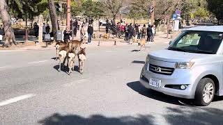 Deer crossing 🦌🦌🦌