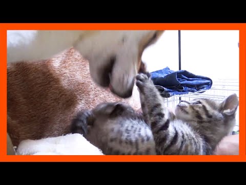 【R村の歴史】初めて子猫2匹が柴犬に立ち向かおうとにゃんプロを挑んだ結果こうなりました笑