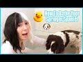 How To Bathe Your English Springer Spaniel の動画、YouTube動画。