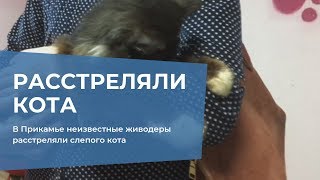 В Прикамье неизвестные живодеры расстреляли слепого кота В Прикамье неизвестные живодеры расстреляли слепого кота