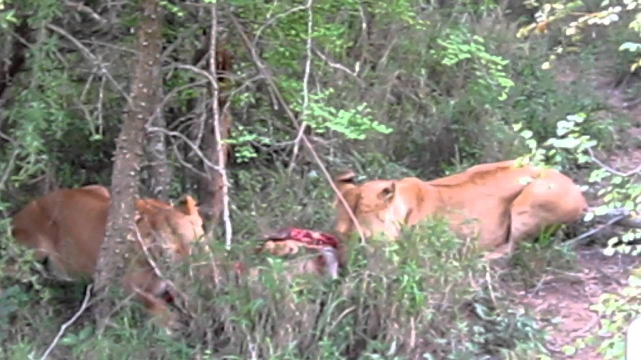 Two lionesses feasting from a warthog