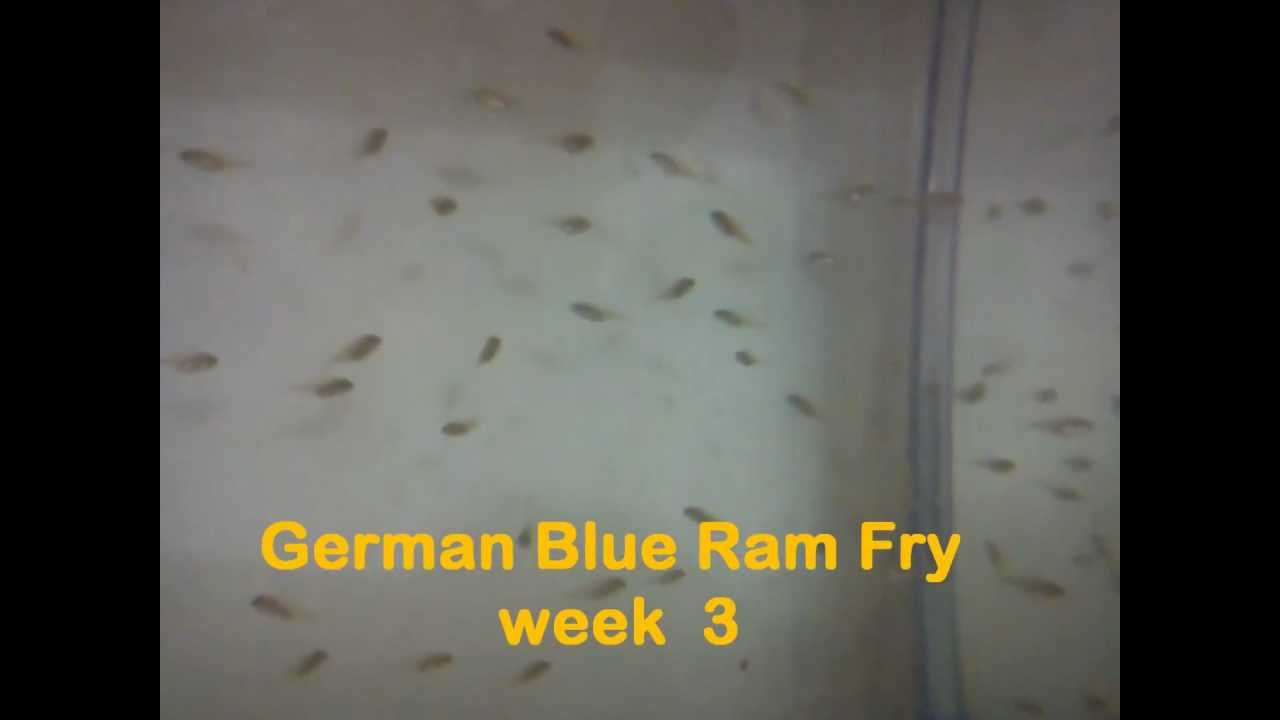Ramfry German Blue Ram Fry week 3 - YouTube