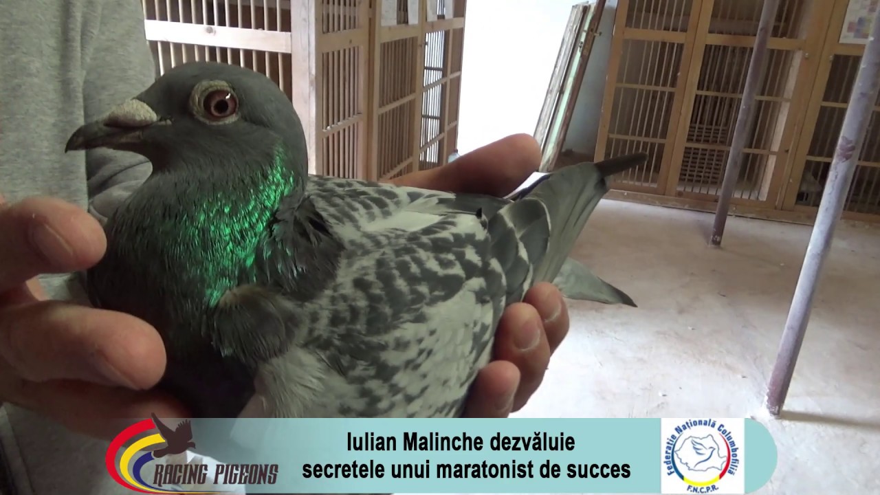 Iulian Malinche dezvaluie secretele unui maratonist de succes