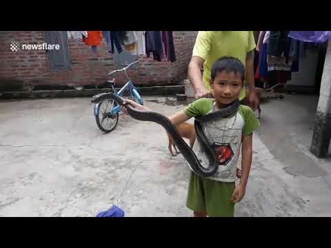 Fearless boy catches 2 metre long snake only with his BARE hands