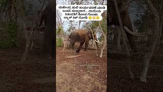 ಮಹೇಂದ್ರ back kick 🥵|#viralpost #shortsviral #shortvideo #shortsfeed #short #wildlife #animals