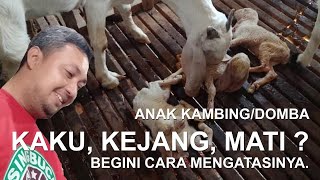 Download Lagu Tips Mengobati Anak Kambing Kaku, Kejang agar Tidak Mati? #kambing #kaku #kejang #mati #anakkambing MP3