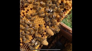 Swarm Cells: What they look like