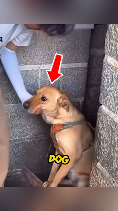 This dog wants his attention🥺 #shorts