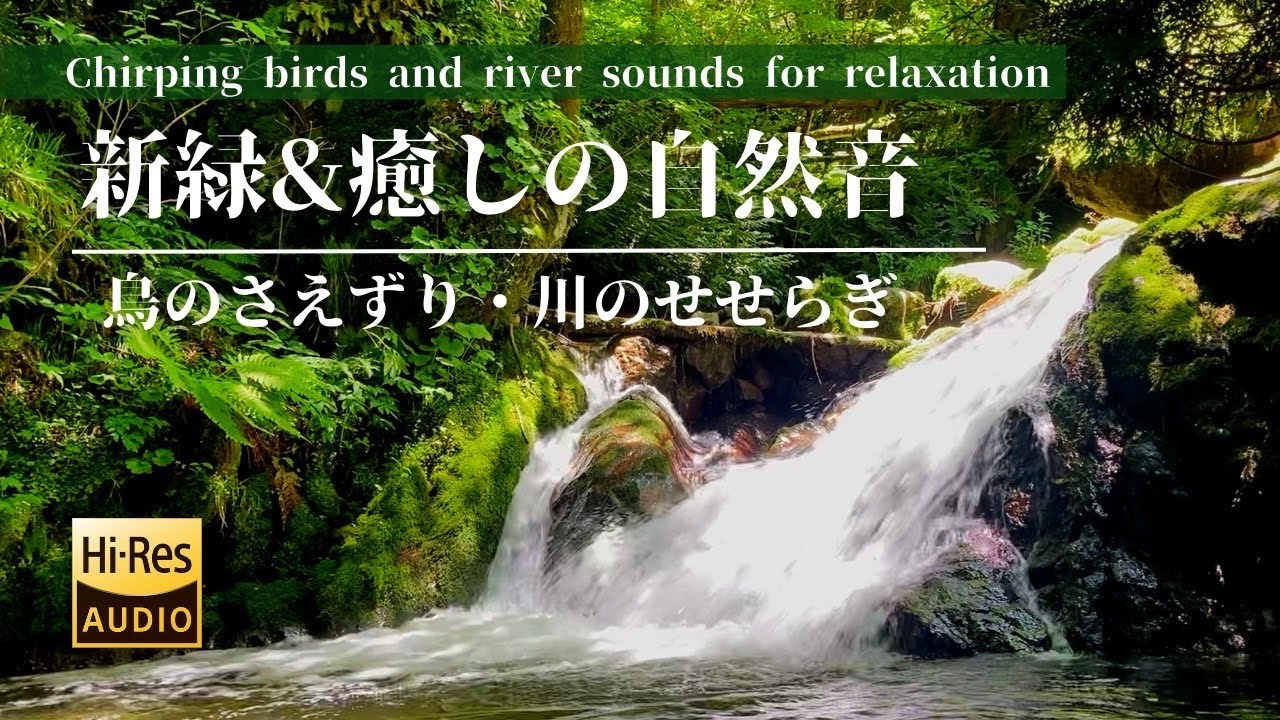 【癒しの自然音】鳥のさえずりと川のせせらぎでリラックス - YouTube