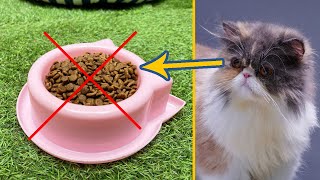 TERNYATA ! Makanan Kucing Ini Berbahaya