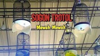 Sogon Ttotolnya Pada Edan-Edan Di Acara Wartiyem