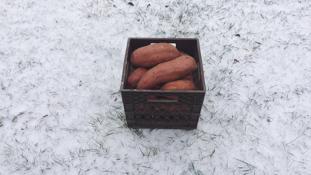 Выращивание батата для посадки в январе 1/13/24