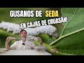 Recipientes donde mantener gusanos de seda 