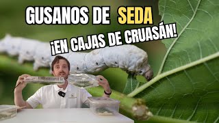 Recipientes donde mantener gusanos de seda 🤯 by Fanmascotas 453 views 1 day ago 9 minutes, 11 seconds