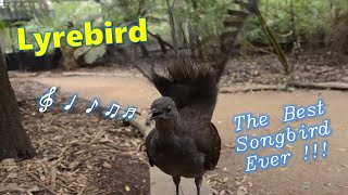 Lyrebird: Burung Penyanyi Terbaik Yang Pernah Ada!