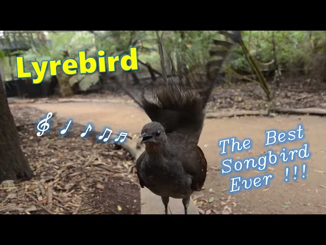 Lyrebird: The Best Songbird Ever! class=