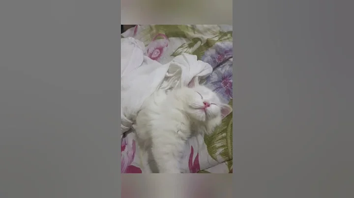Video 3125851: funnycats cute animals, cat sleeping, kitten