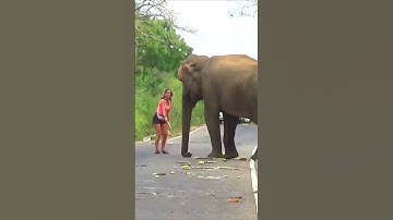 The woman Of the Year  #short #shortvideo #elephant #elephantattack #viral