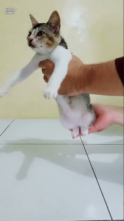 Kucing Joget Aku Titipkan Dia Koplo #shorts