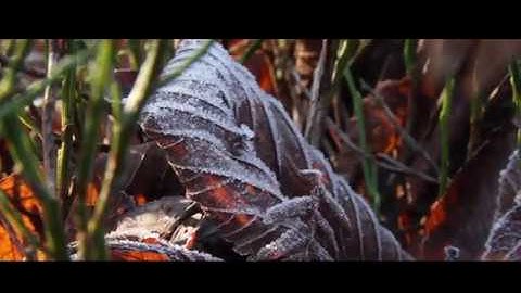 Alan Watts- The Dream of Life Excerpt