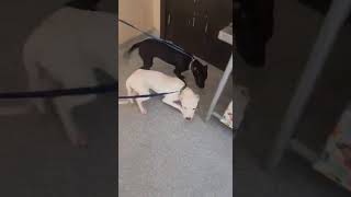 Dog Test 1 - Ryce And Wilma