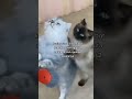 kucing lucu dan pengertian😊