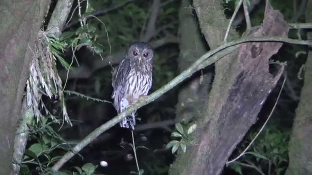 Mottled Owl Death from Above YouTube