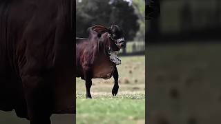 Did You Know? Cows Have More Than 20 Different Sounds! 🐄🔊 | Amazing Animal Facts #shorts