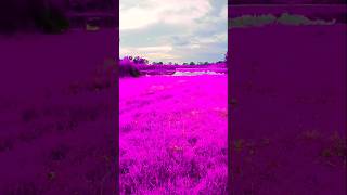 "Nature’s Magical Views 🌿✨ | #Trending #Nature #Viral #YouTubeShorts 👀💞🤠"