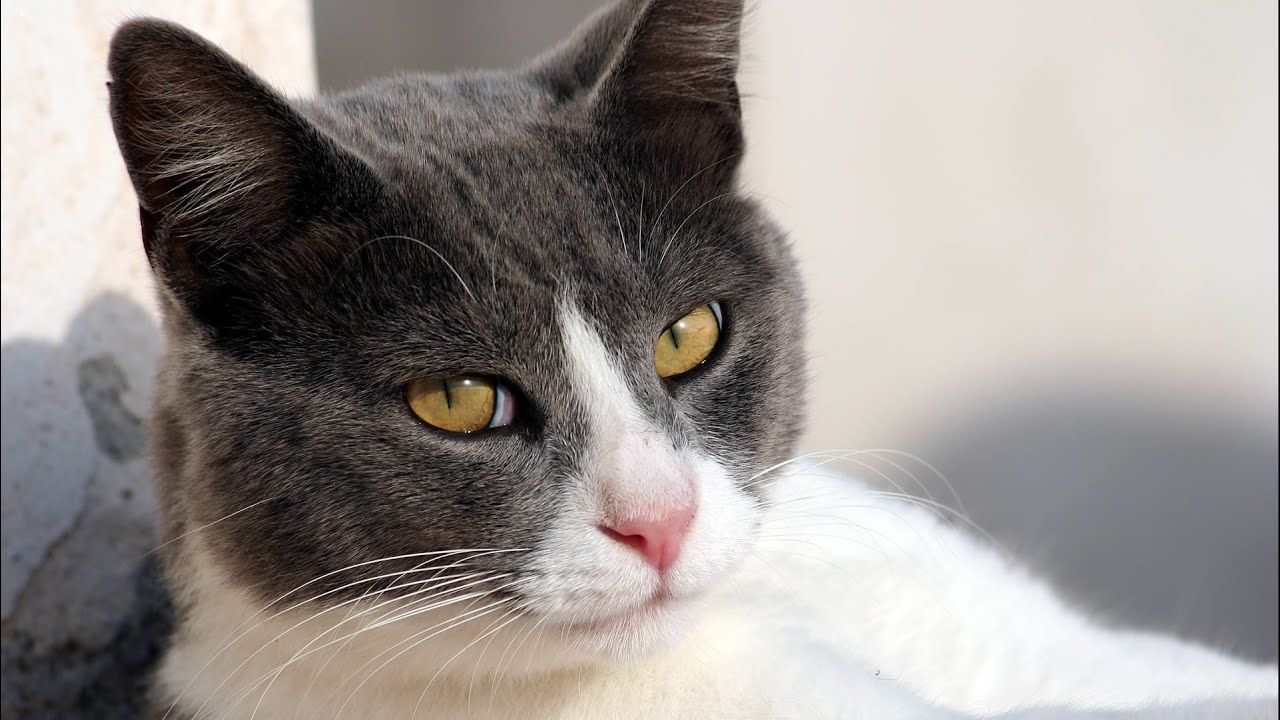 Dialogue de chats - Cats dialogue. - YouTube