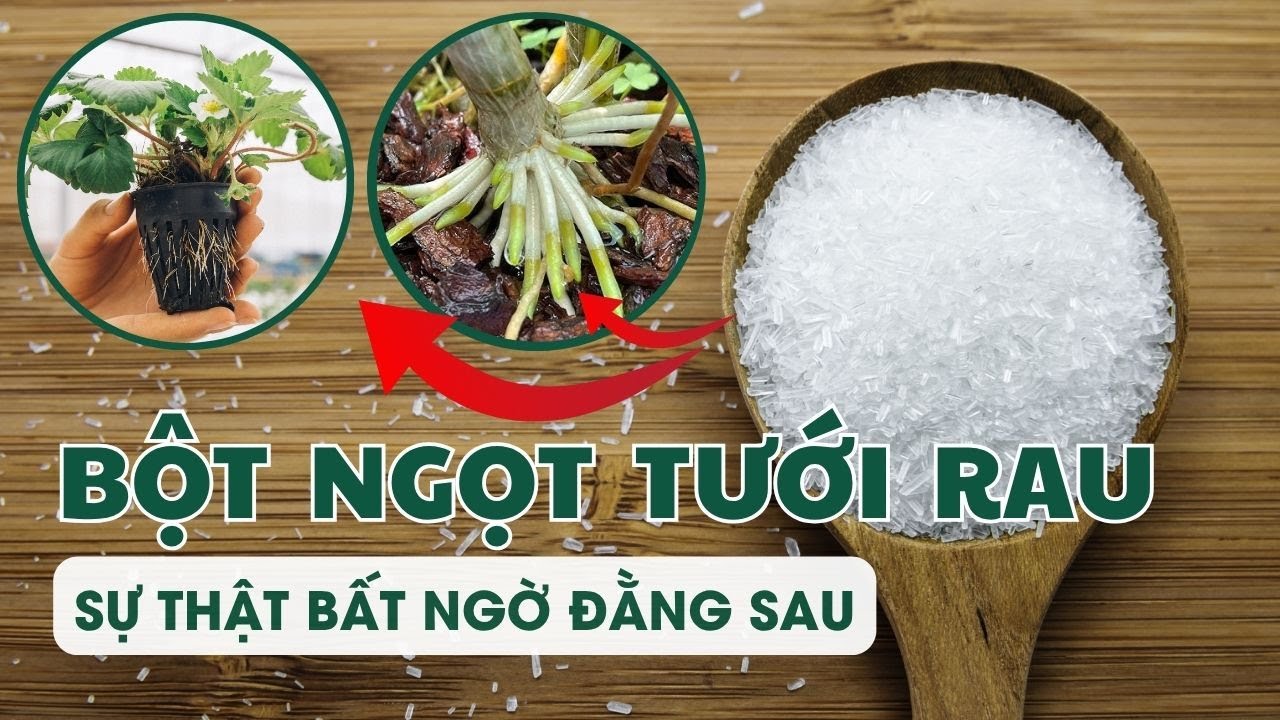 Dùng bột ngọt tưới rau, kích rễ, làm rau xanh mướt - Sự thật bất ngờ đằng sau thế nào