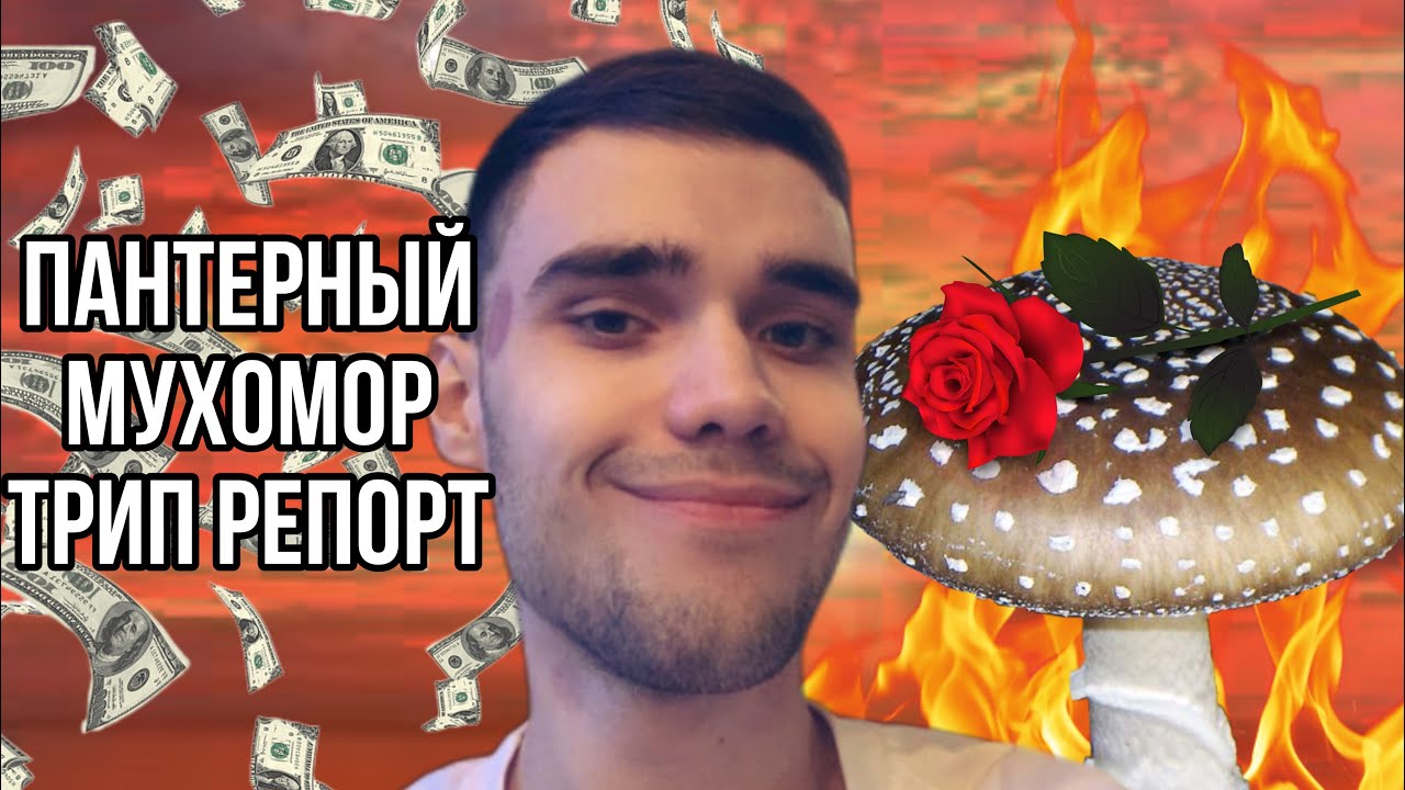 ТРИП НА ПАНТЕРНОМ МУХОМОРЕ. МОЙ ОПЫТ. ТРИП РЕПОРТ - ПАНТЕРНЫЙ МУХОМОР ...